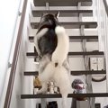 犬たちが『初めて子…