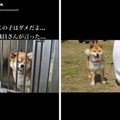 『噛むから殺処分だ…