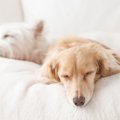 『小型犬』飼い主あ…