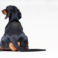 犬が飼い主を無視す…