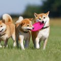 犬の『知られざる能…