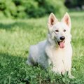 【あるある】大型犬…