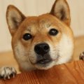 柴犬の上手な爪切り…