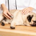 犬に『腹水』が溜ま…