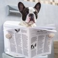 犬が飼い主のトイレ…