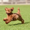 犬が『欲求不満』に…
