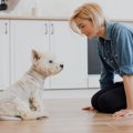 愛犬を悲しい気持ち…