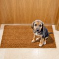 犬は留守番をし過ぎ…