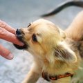 犬が飼い主を噛む時…