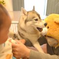 犬は『赤ちゃんが熊…