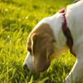 犬が散歩中になんで…