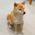 犬が『大好きなママ…