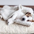 犬が『服の上で眠る…