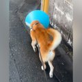 エリザベスカラーに…