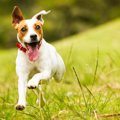 犬が『影を追いかけ…