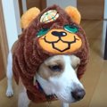クマにはなれなかっ…