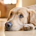 犬が『自信を失くし…