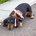 犬がパパとお散歩に…