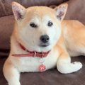 約1年前に飼い主と死…