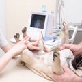 犬のできもの｜「イ…