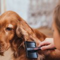 犬にストレスを与え…