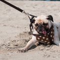 犬が散歩に行くのを…