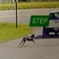 遺棄された犬は、飼…