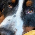 『犬の写真を撮ると…