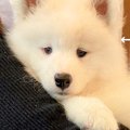 まるでぬいぐるみな…