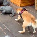 犬がカエルを嗅ぐた…