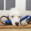 考えてあげよう！犬…