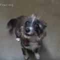 おどおどしている小…