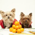 犬にしたい寒さ対策4…