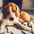 犬の『うつ病』が増…