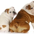 犬にありがちな『お…