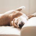 犬のいびきがうるさ…