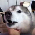 人を起こすだけ起こ…