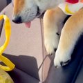 車でお出かけをして…
