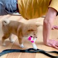 子犬が『家族を大好…