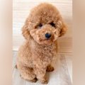 『犬が太ってきたと…