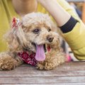 犬がなつく人にはあ…