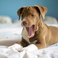 犬の『あくびが増え…