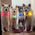 秋田犬一家が『ピカ…