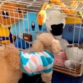 犬のケージに『大量…