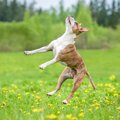 『運動神経が良くな…