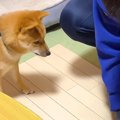 床を傷つけた犬を問…