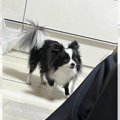 犬が初対面の人にジ…