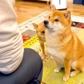 犬の前で『妹ちゃん…