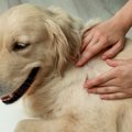 犬の体に『ノミ』を…