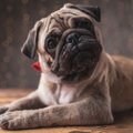 犬が『首をかしげる…